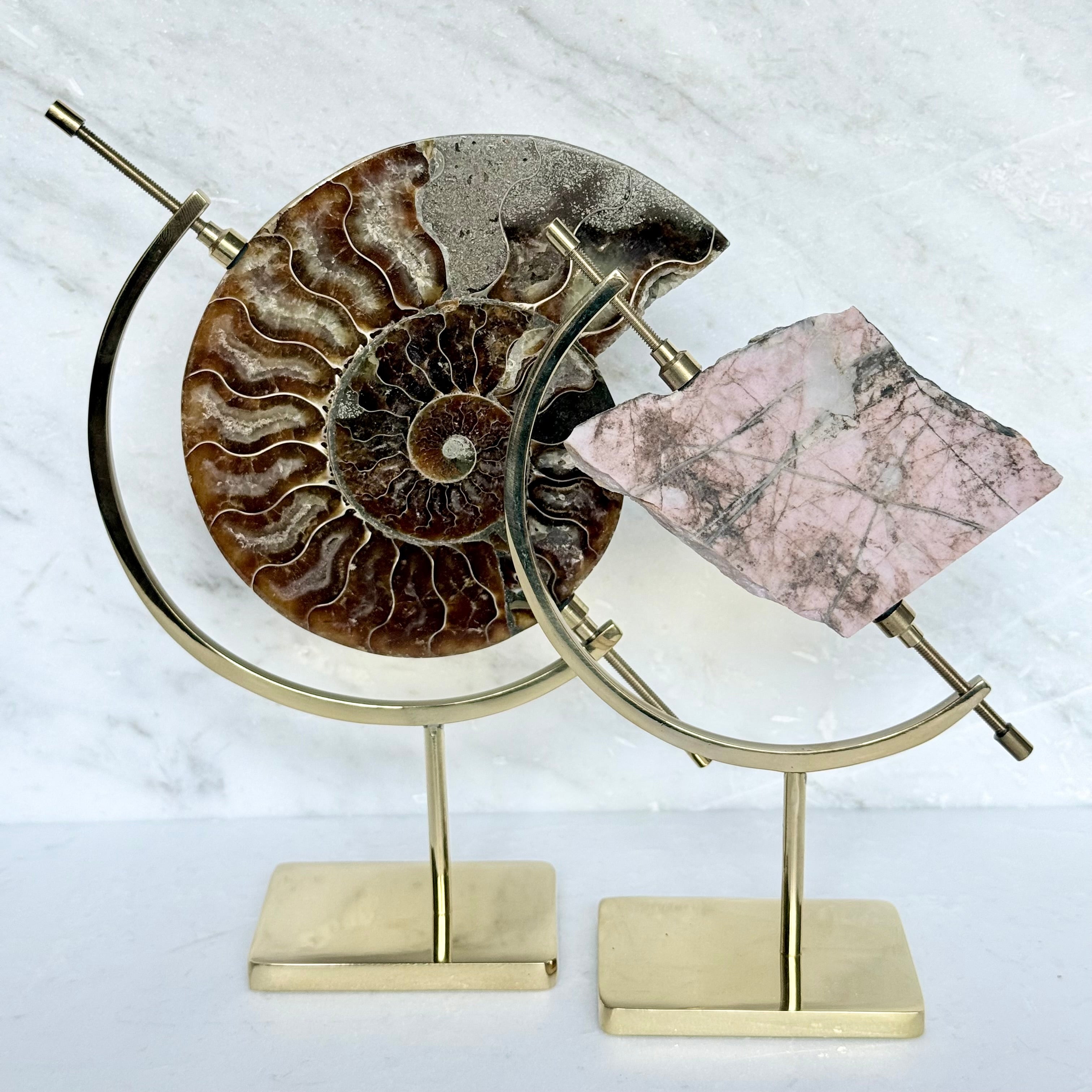 Ammonite Fossil + Brass Arc Stand