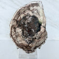 Petrified Wood + Acrylic/Brass Stand