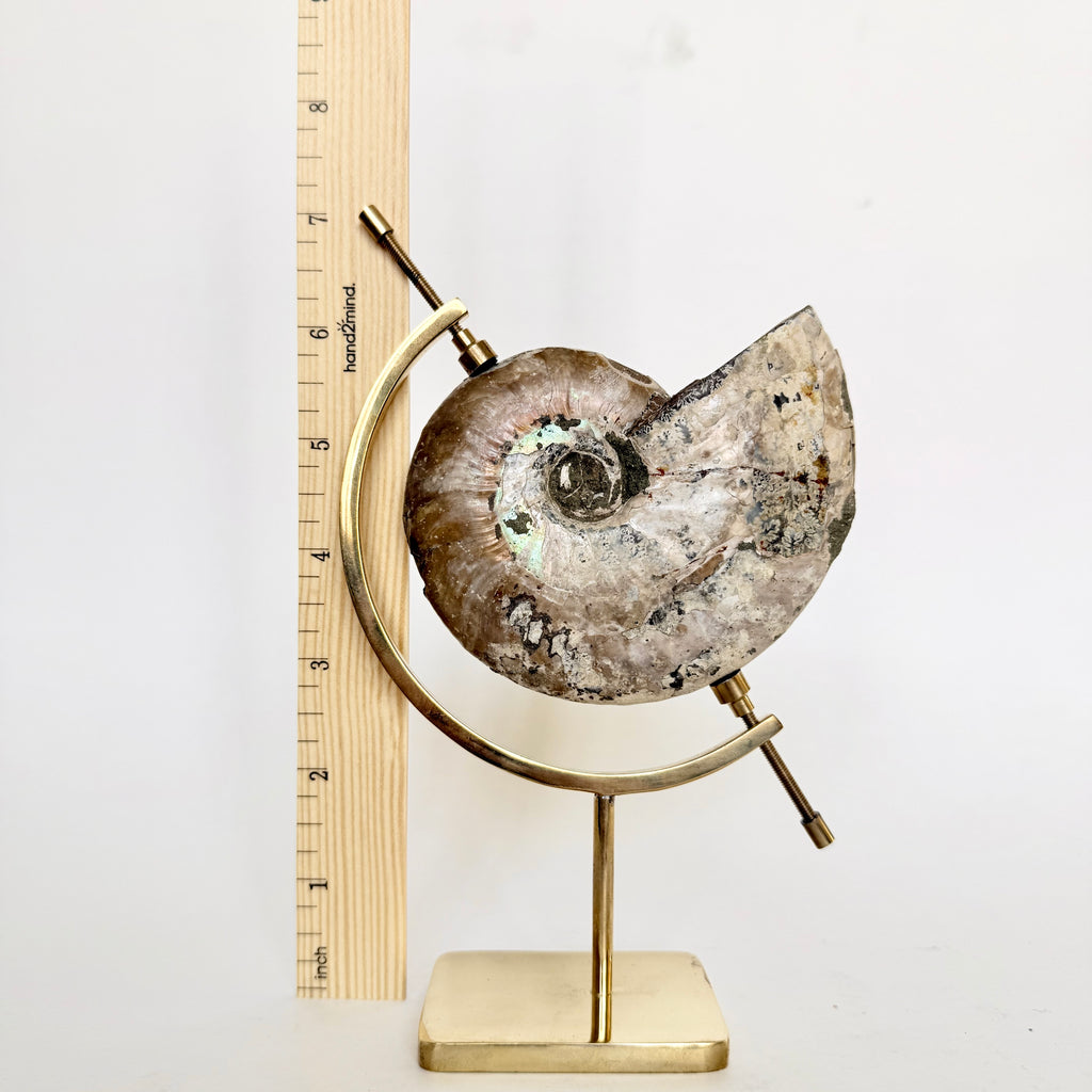 Ammonite Fossil + Brass Arc Stand