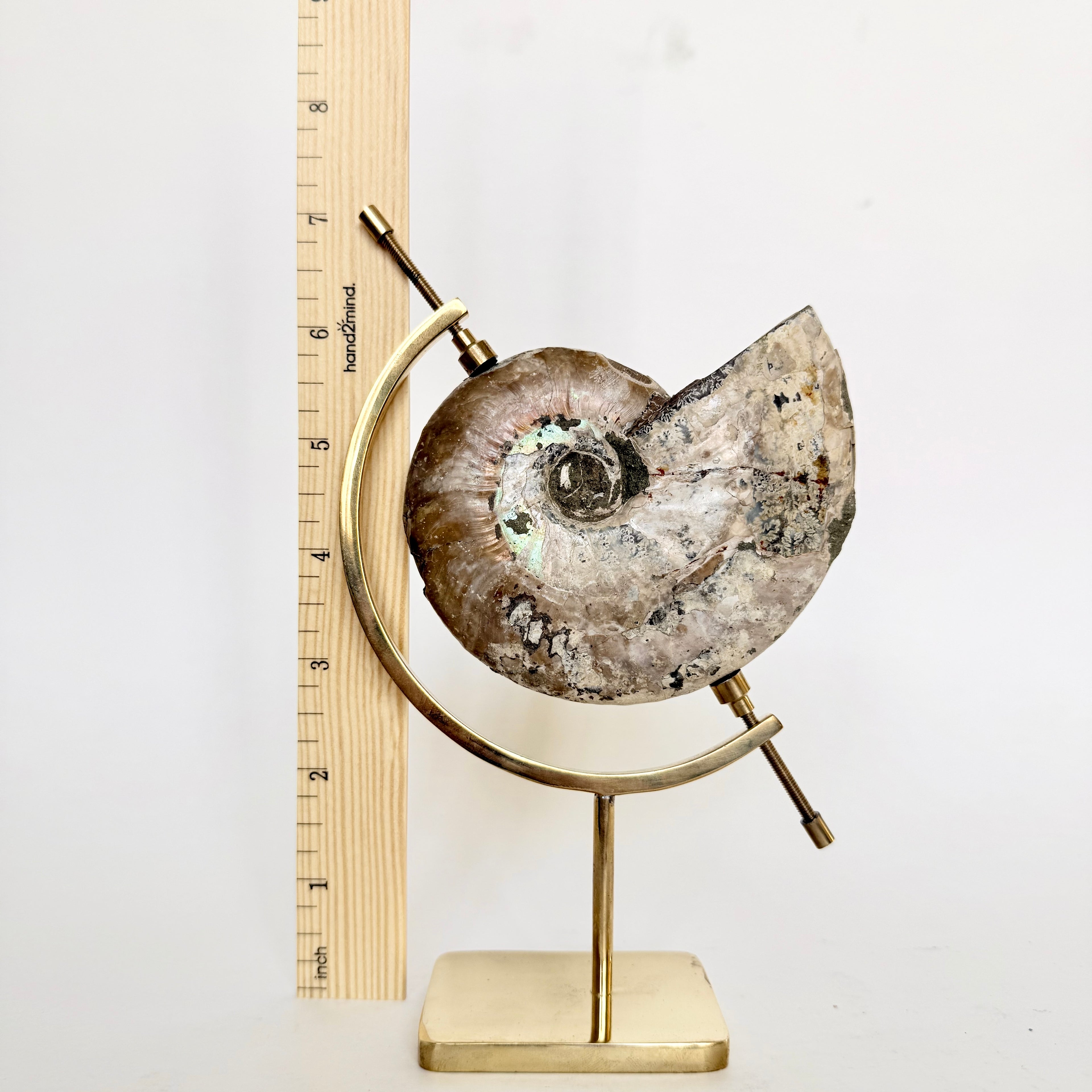 Ammonite Fossil + Brass Arc Stand