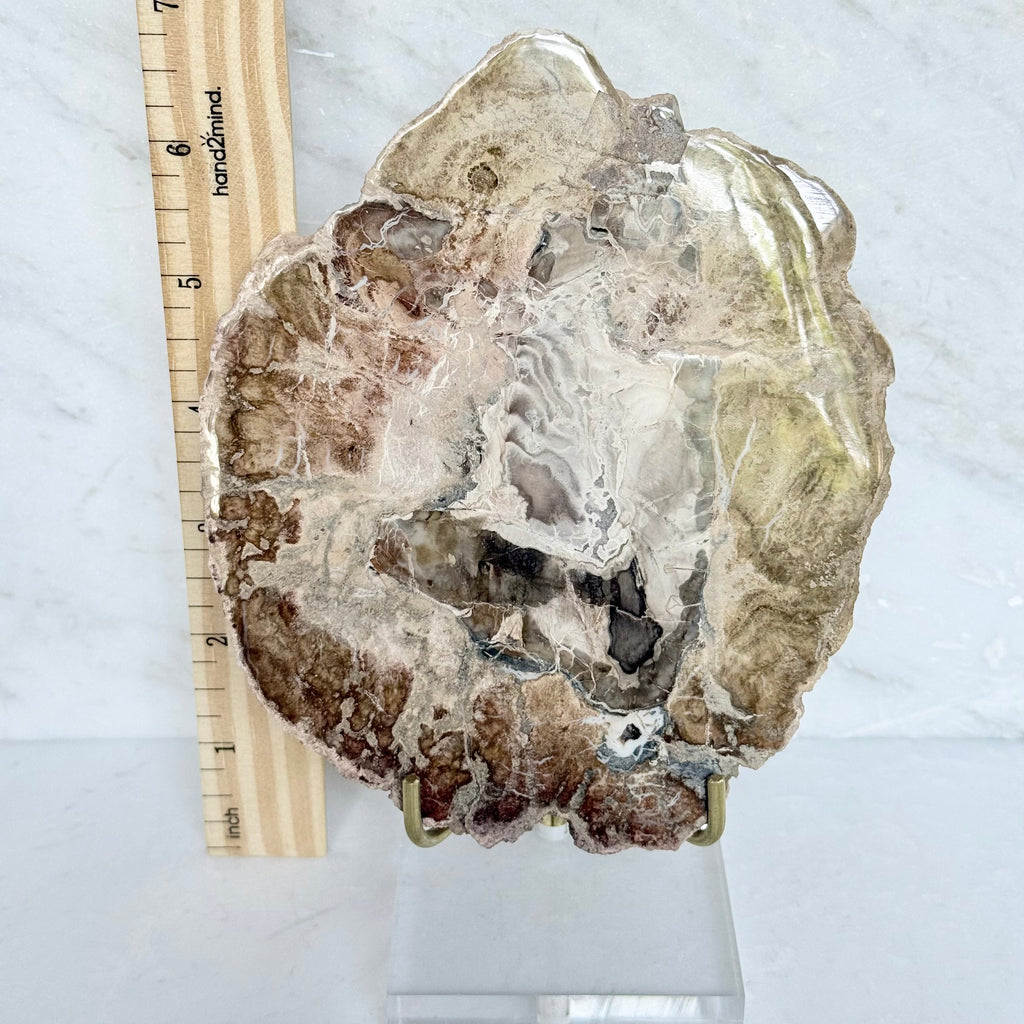 Petrified Wood + Acrylic/Brass Stand