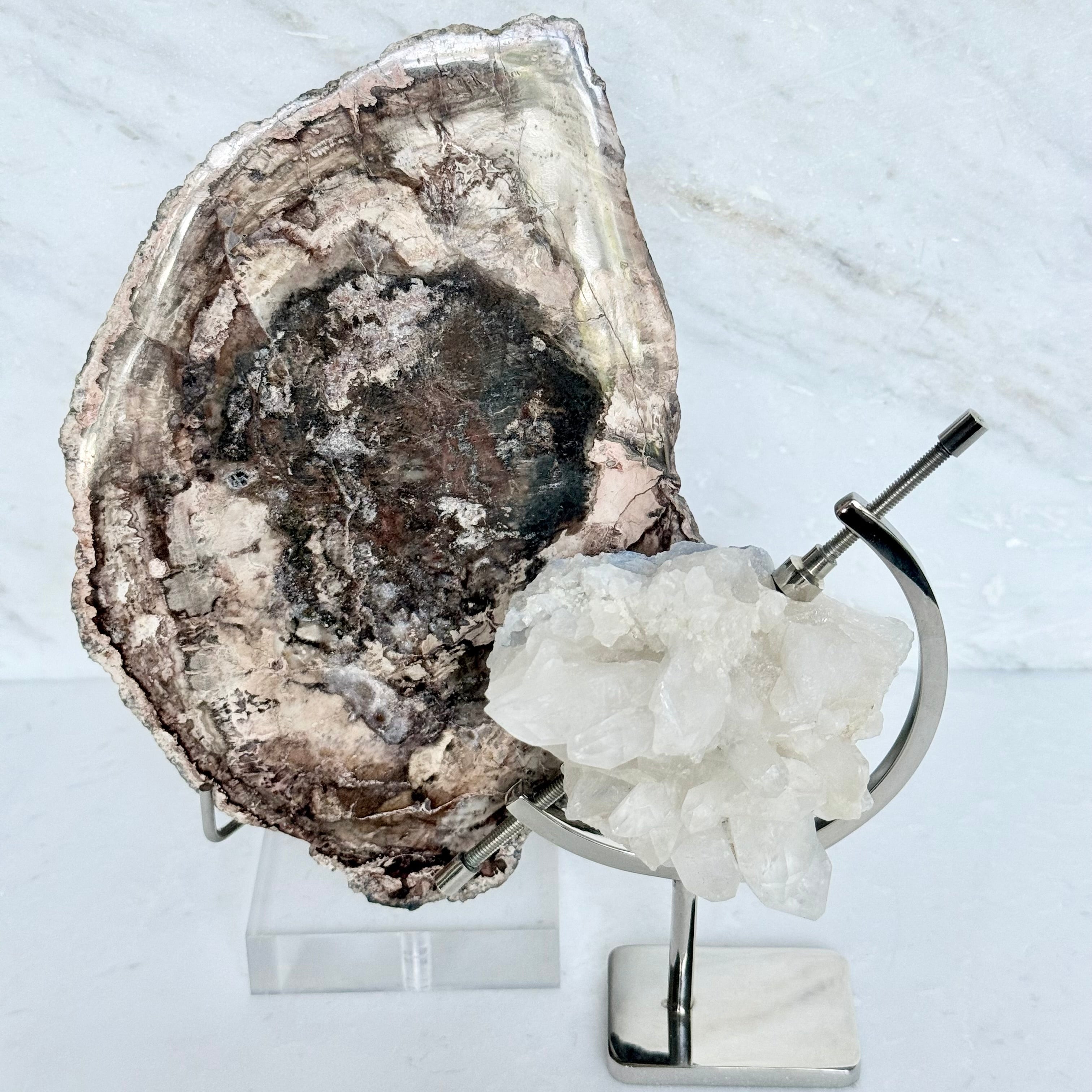 Petrified Wood + Acrylic/Brass Stand