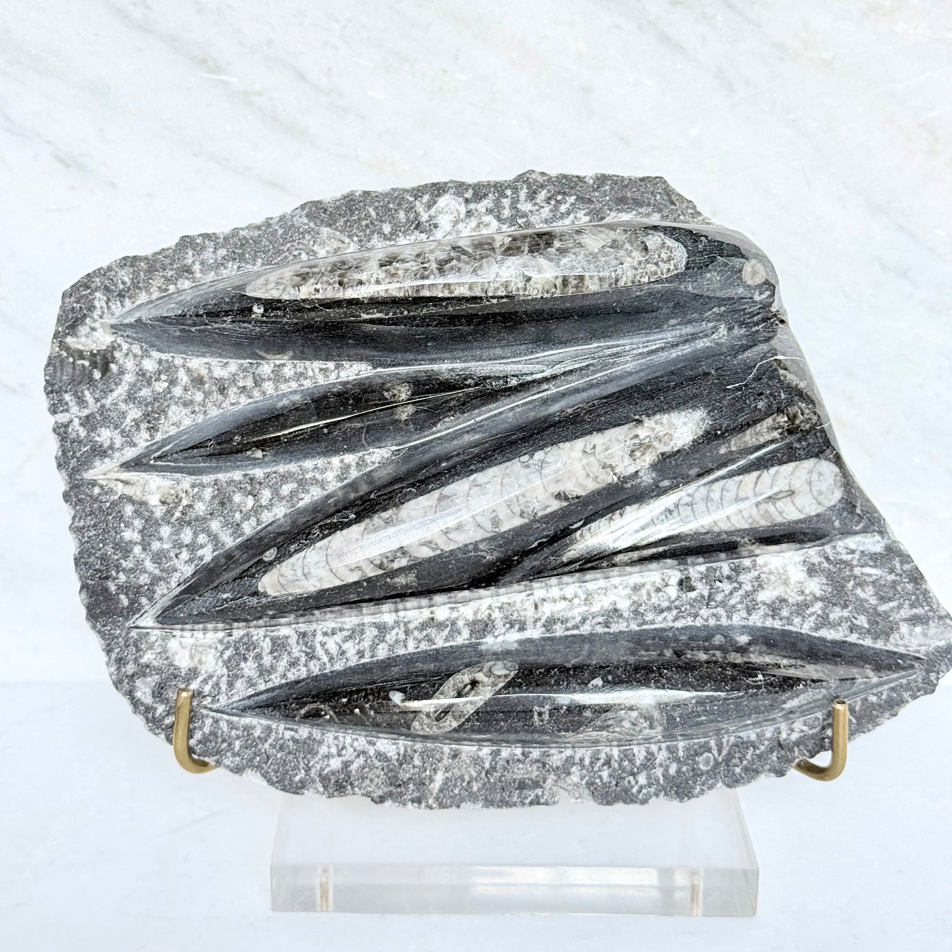 Orthoceras Fossil + Acrylic/Brass Stand