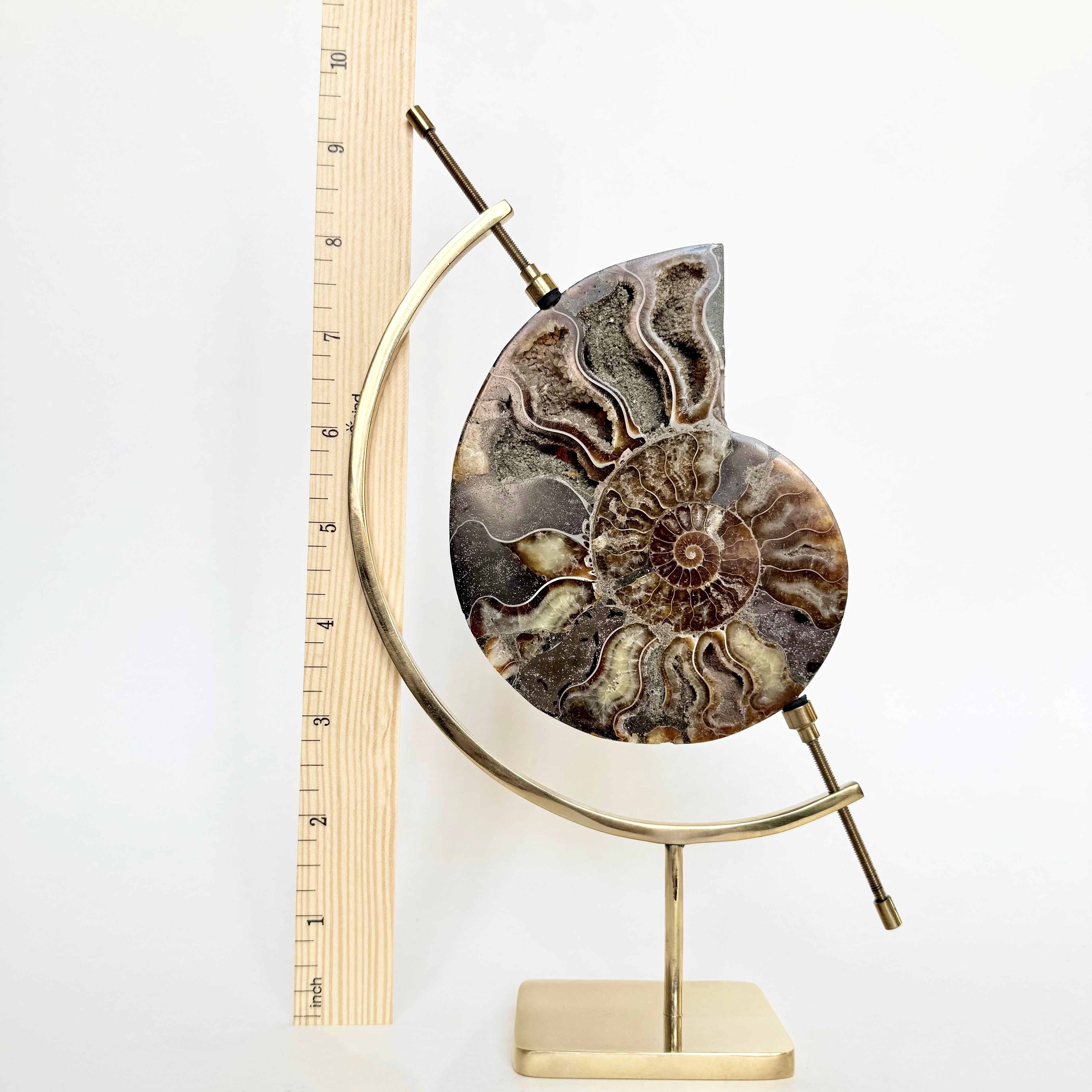 Ammonite Fossil + Brass Arc Stand