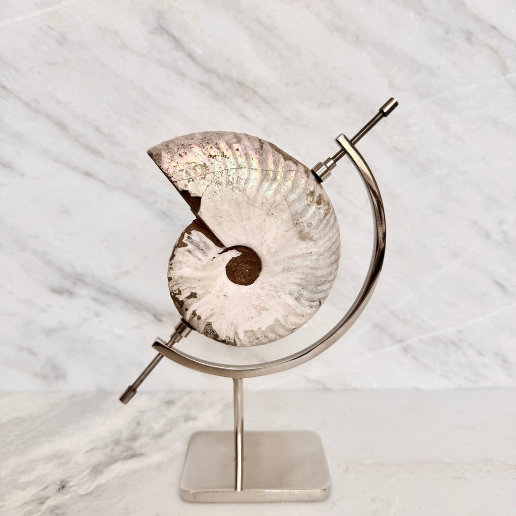 Ammonite Fossil + Chrome Arc Stand