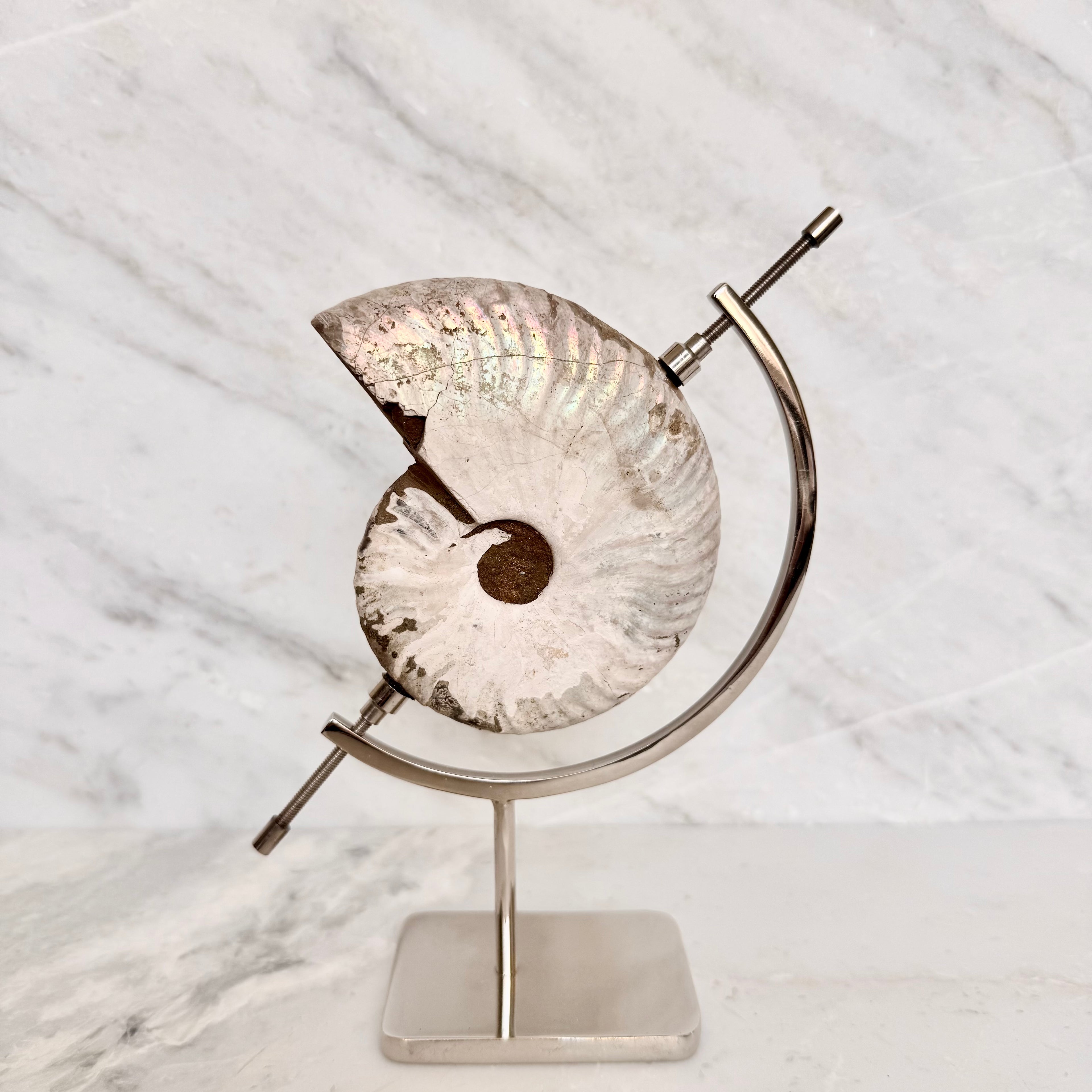 Ammonite Fossil + Chrome Arc Stand