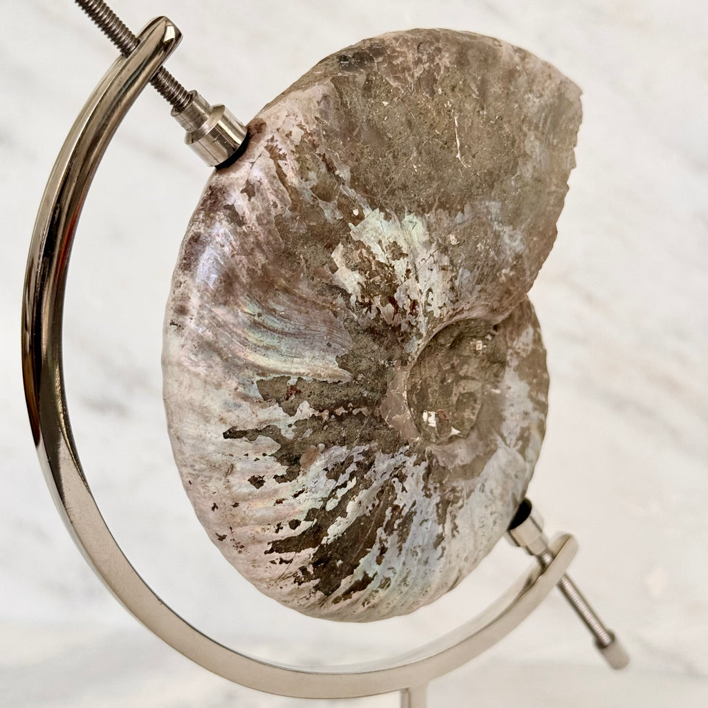 Ammonite Fossil + Chrome Arc Stand