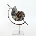 Ammonite Fossil + Chrome Arc Stand