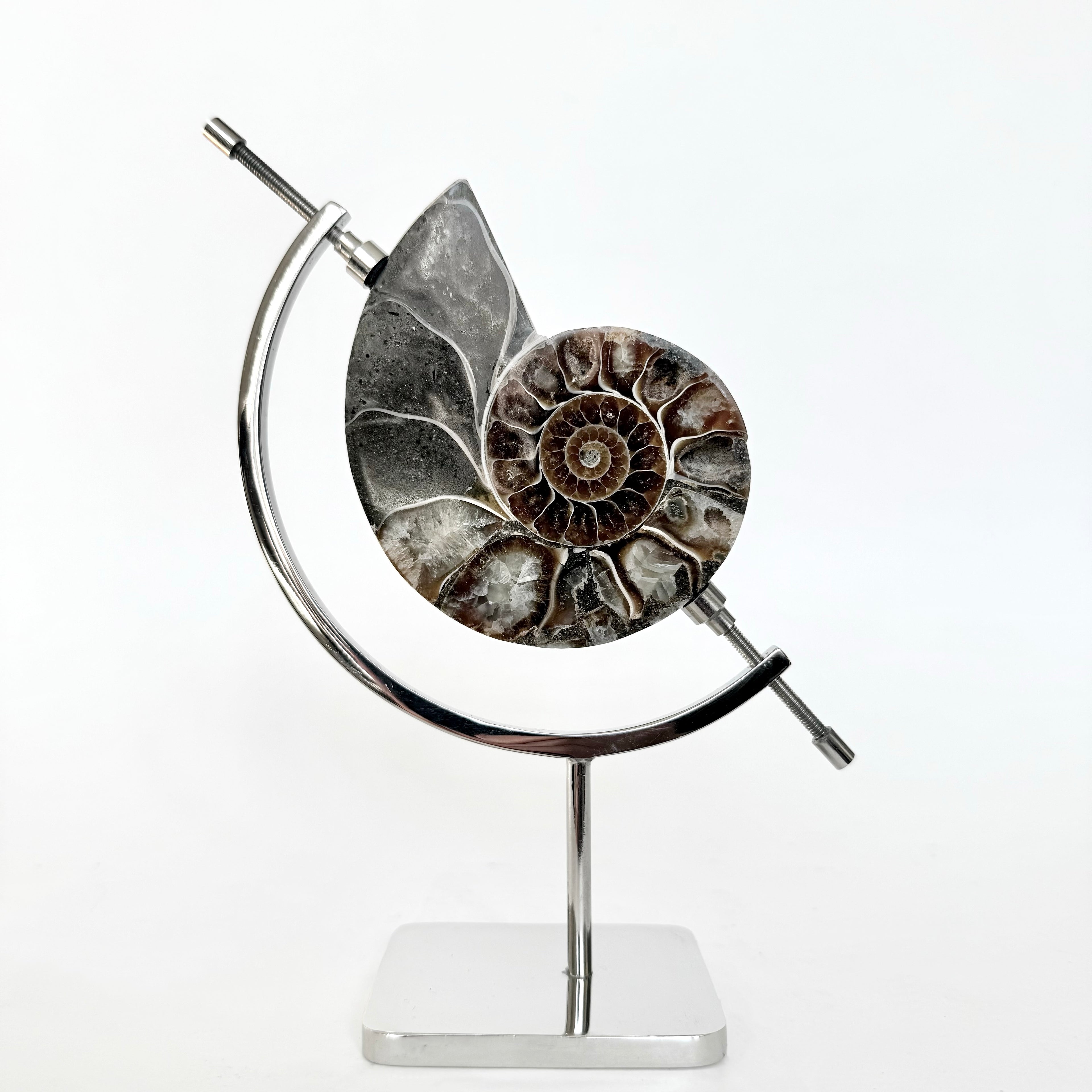Ammonite Fossil + Chrome Arc Stand