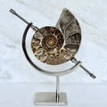 Ammonite Fossil + Chrome Arc Stand