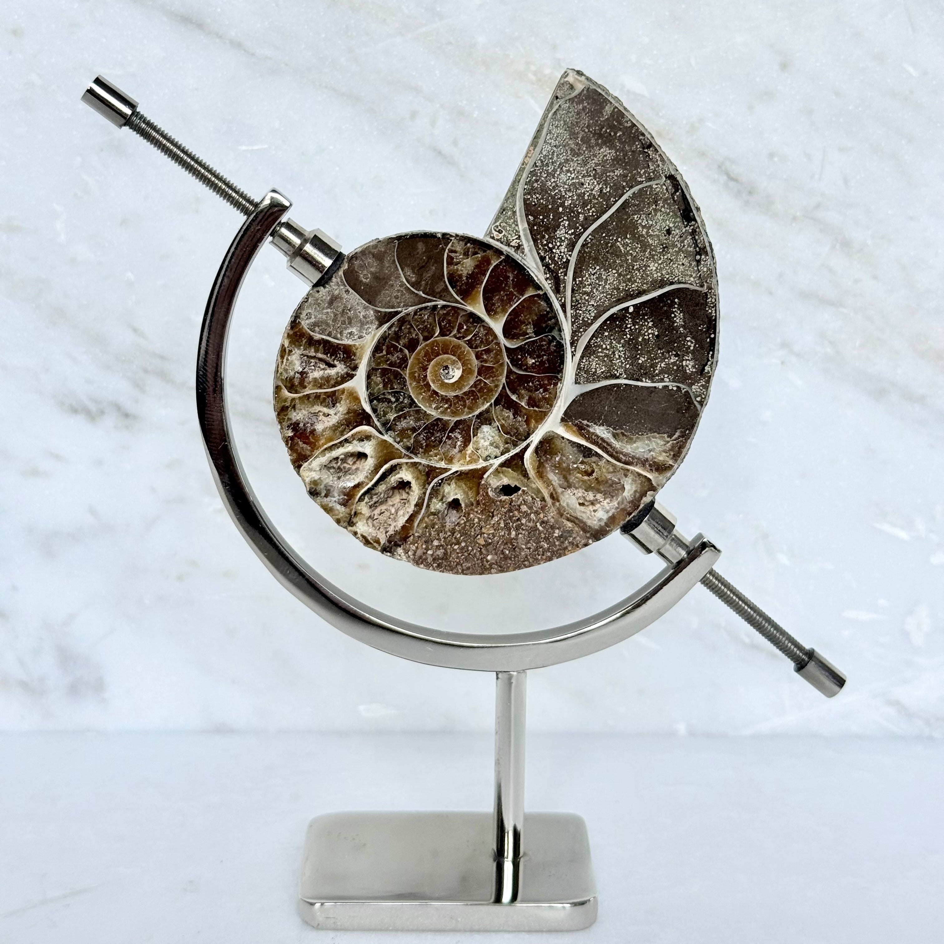 Ammonite Fossil + Chrome Arc Stand